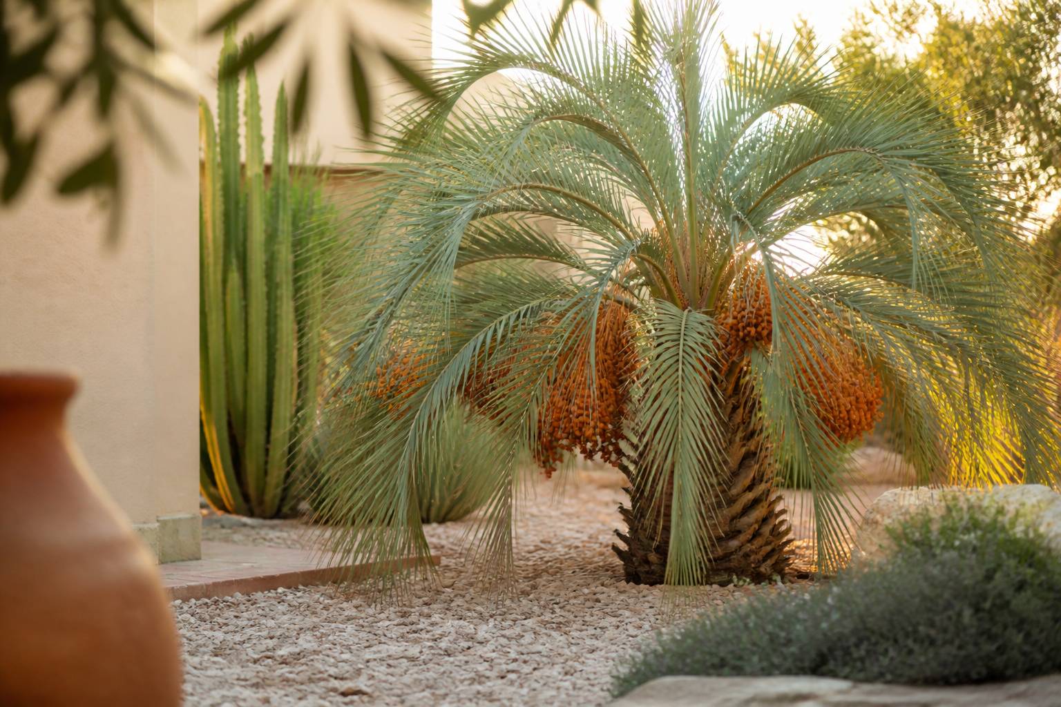Palmier Butia Capitata aux frondes bleu-vert dans un jardin ensoleillé