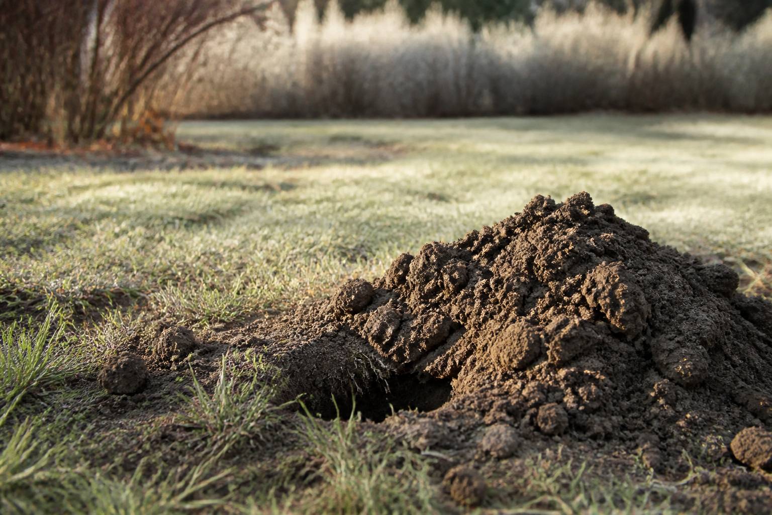 Petite colline de terre fraîchement creusée par une taupe au milieu d'une pelouse